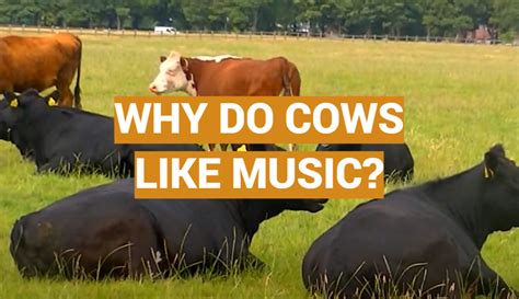 why do cows like music? maybe it's because they can't hear as well as we think